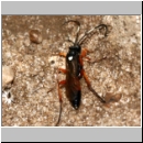 Ctenichneumon inspector - Schlupfwespe w107b 10mm-fdet02b-Joel Valemberg.jpg